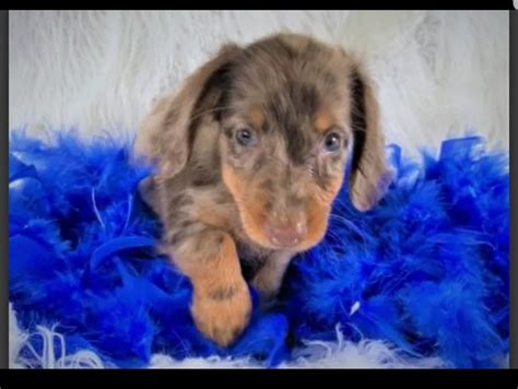 Originally raised in Germany to help with hunting, the iconic Dachshund has short little legs and a long body, along with a strong personality. . Dachshund puppies for sale rochester ny